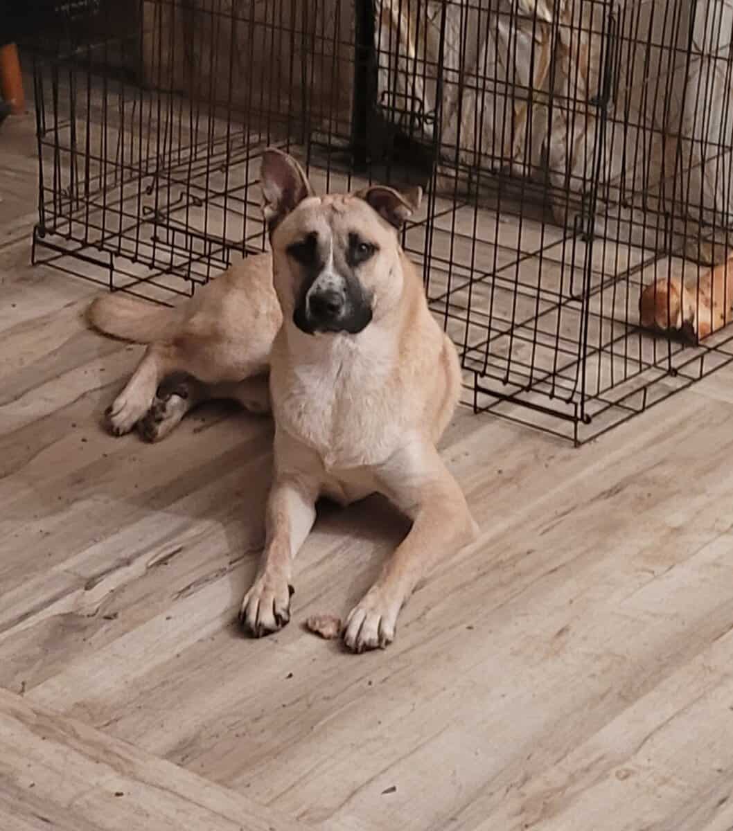 Free Husky Pitbull Terrier 1.5yo image 2