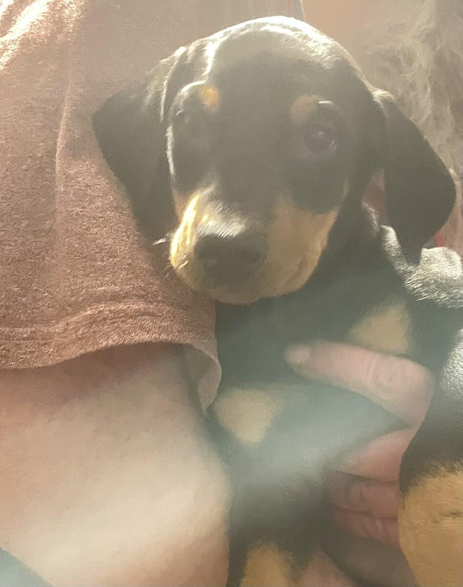 Doberman Puppies image 7