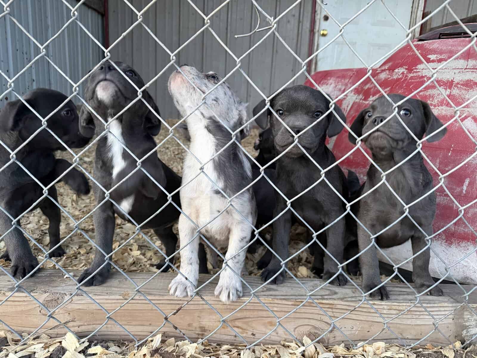 Zelda x Tiaga: Frenchador Litter image 8
