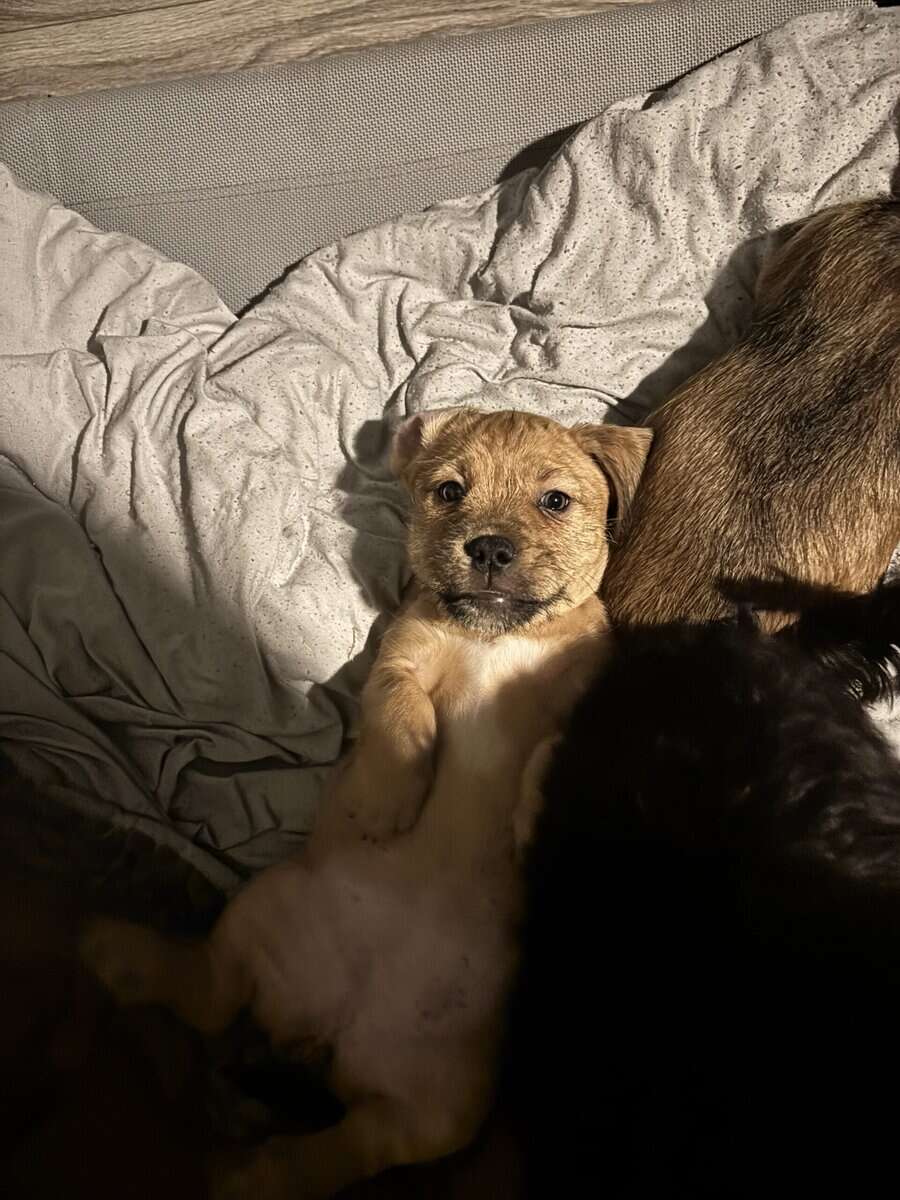 Puppies image 2