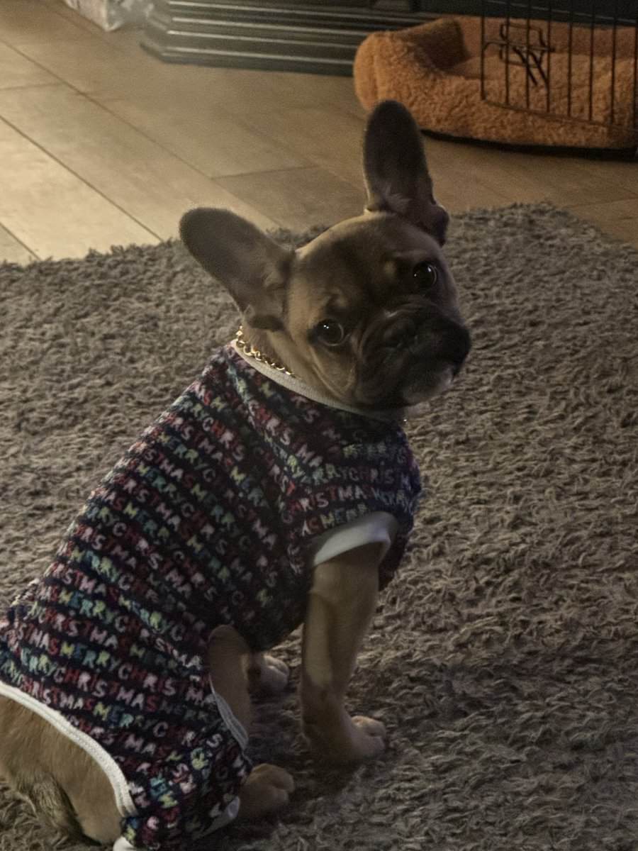 French Bull dog image 2