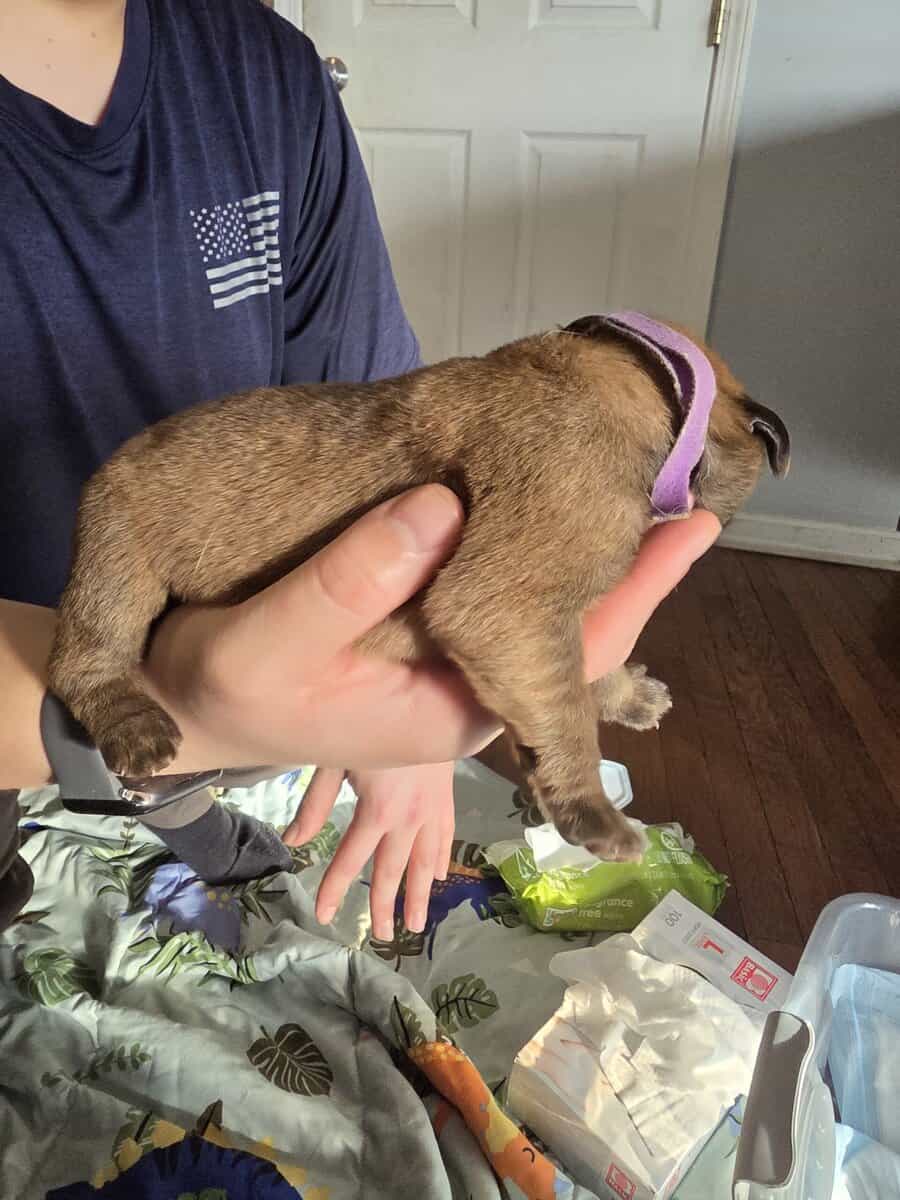 English mastiffs puppies for sale image 8