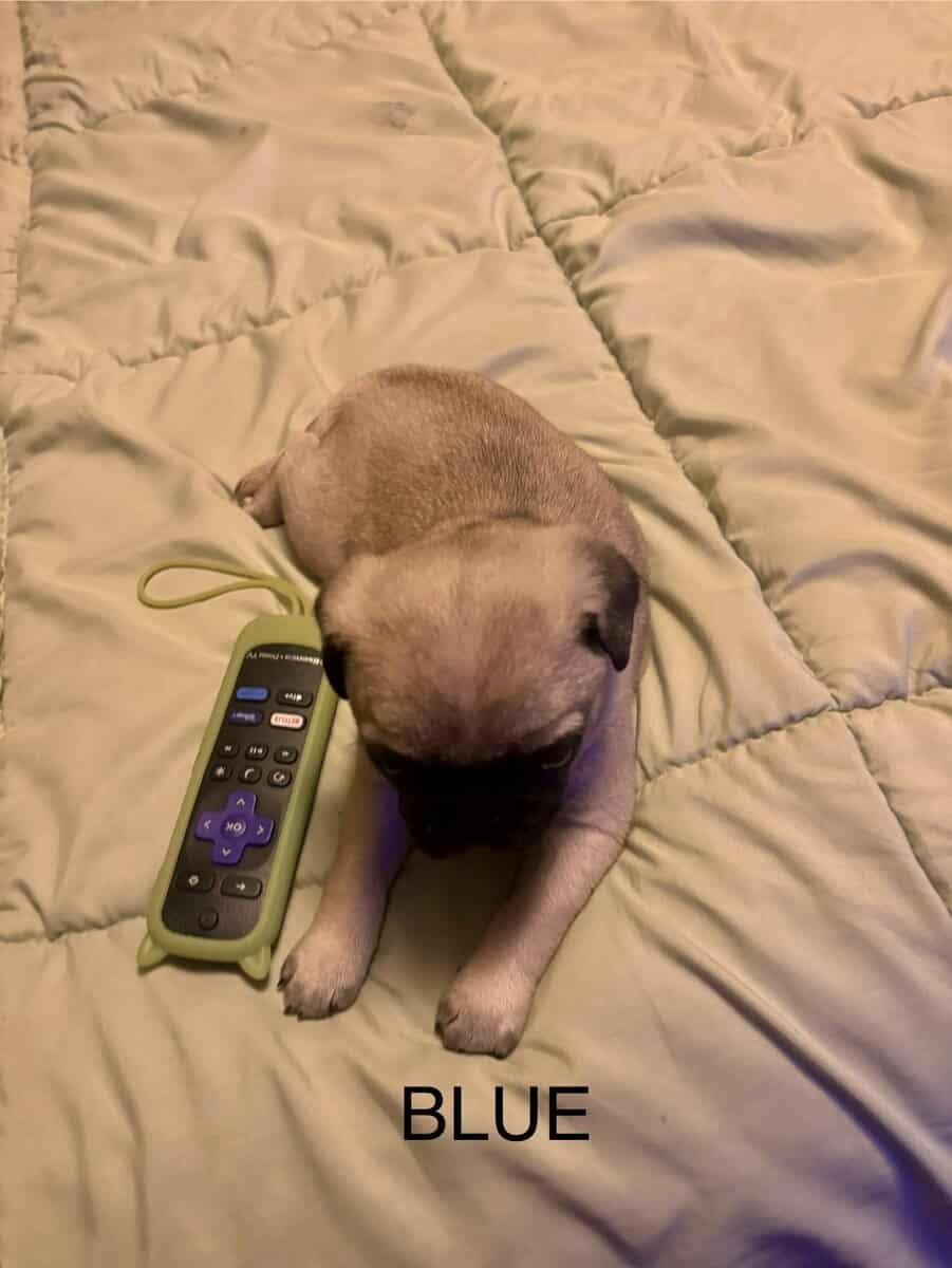 PUG PUPPIES!! image 13