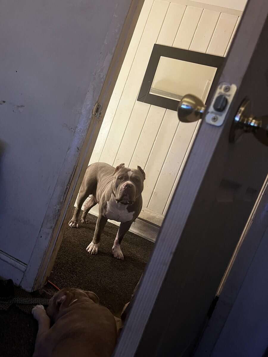 Male Xl bully 3years old image 3