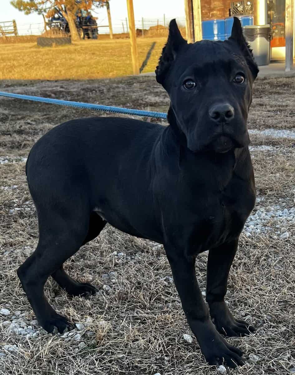 Female Cane Corso Puppy image 1