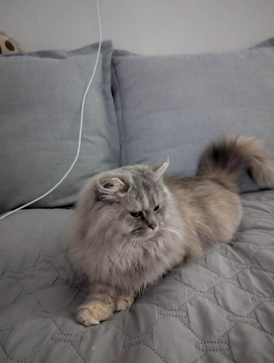 Persian/ bobtail mix image 3