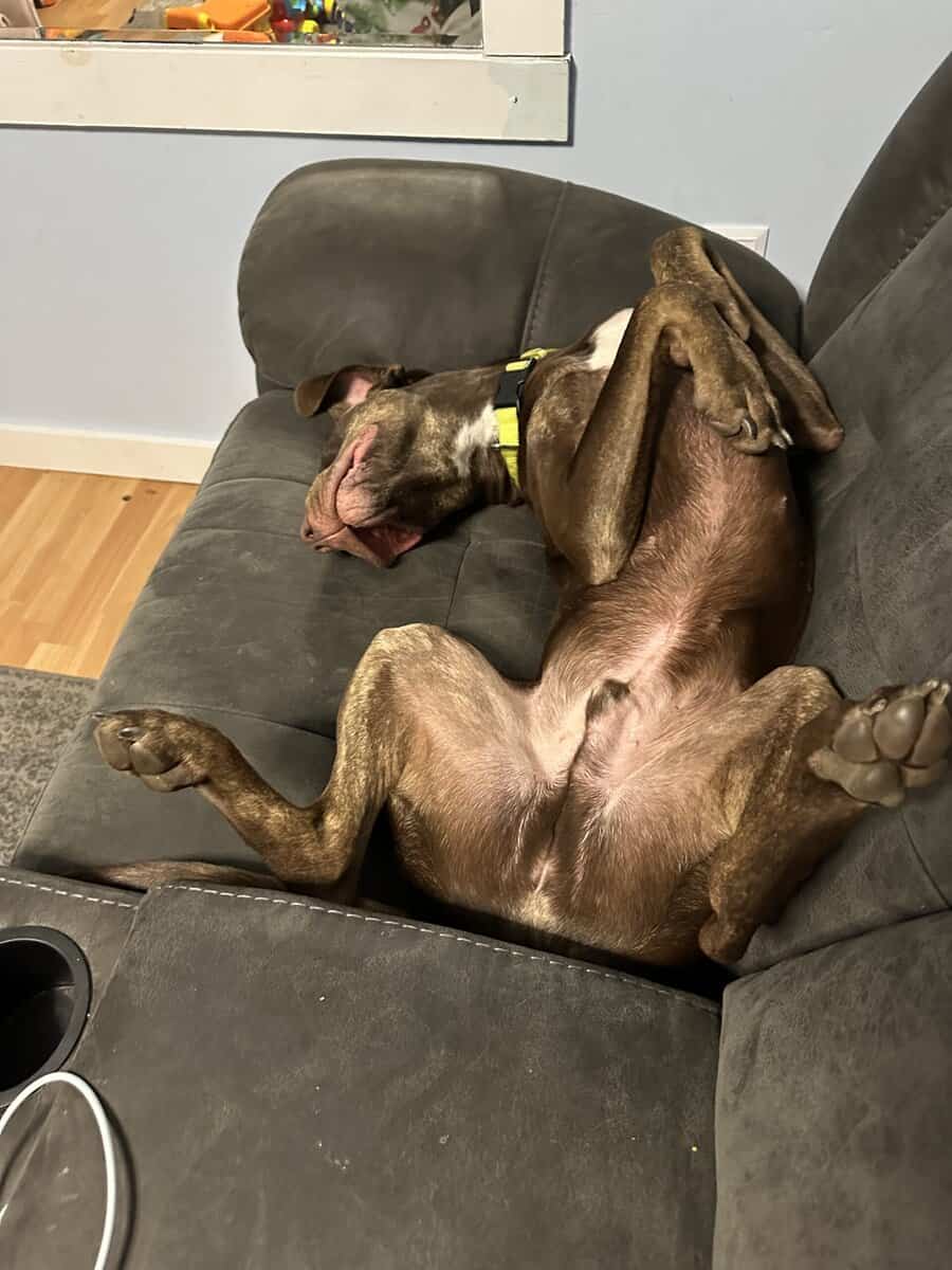 Looking for a new home for my dog image 3