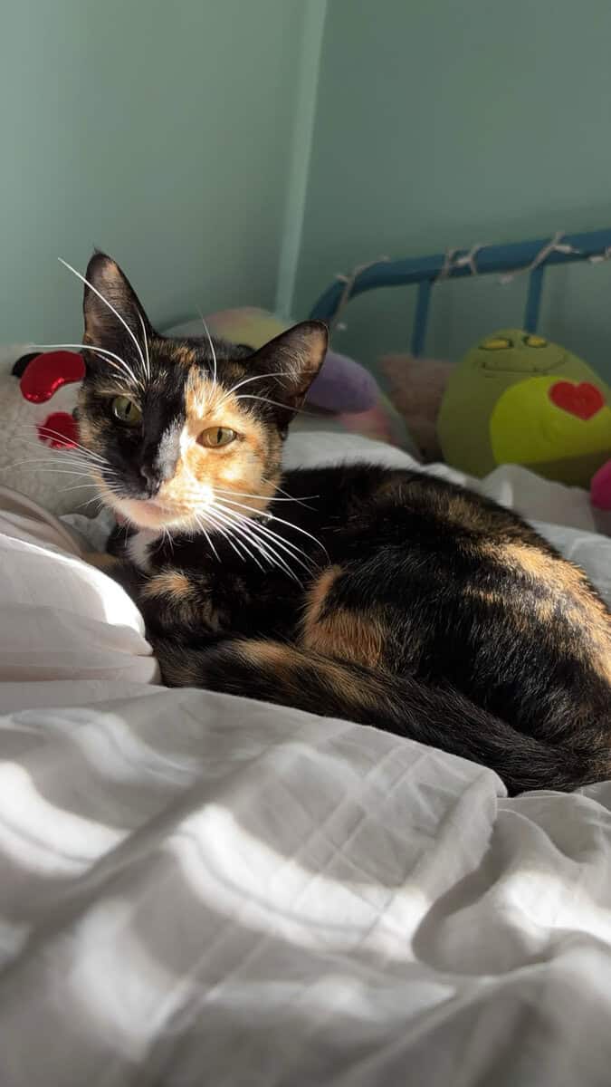 Free beautiful black/ orange calico cat image 1