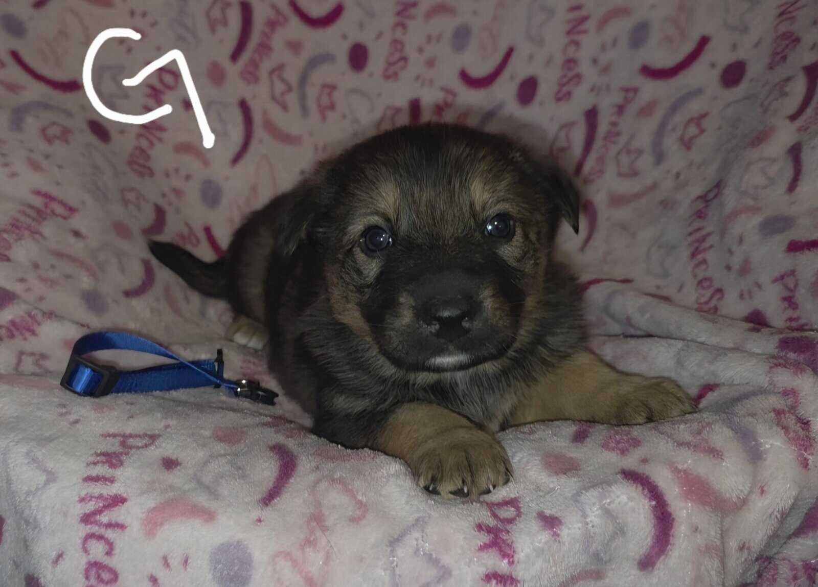 Shepherd mix image 2