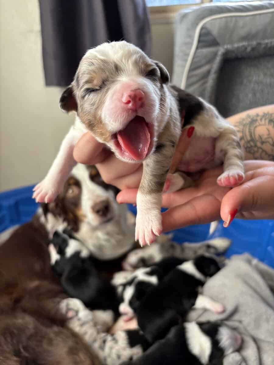 Australian Shepherd Puppies image 11
