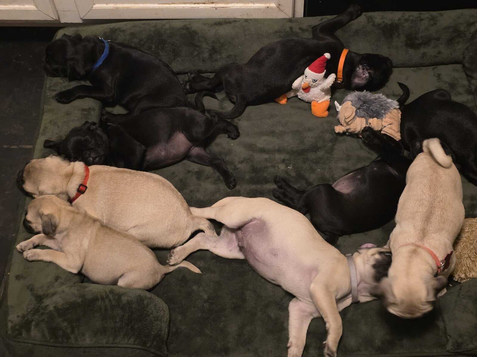 Pug puppies for sale image 4