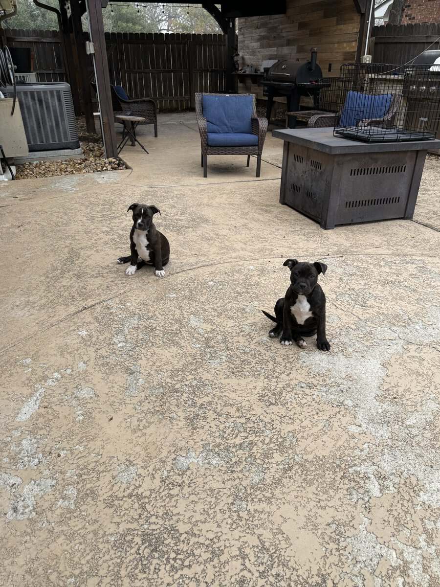 Healthy puppies need a loving home image 6