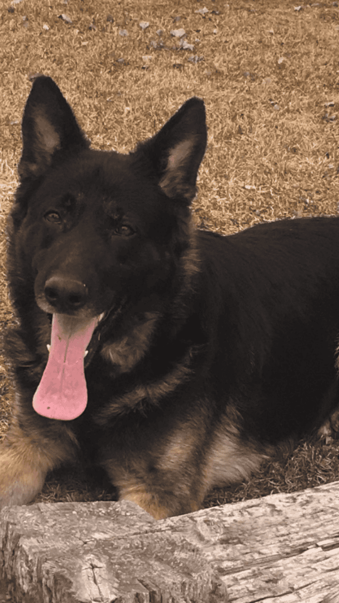Sable German Sheperds image 12