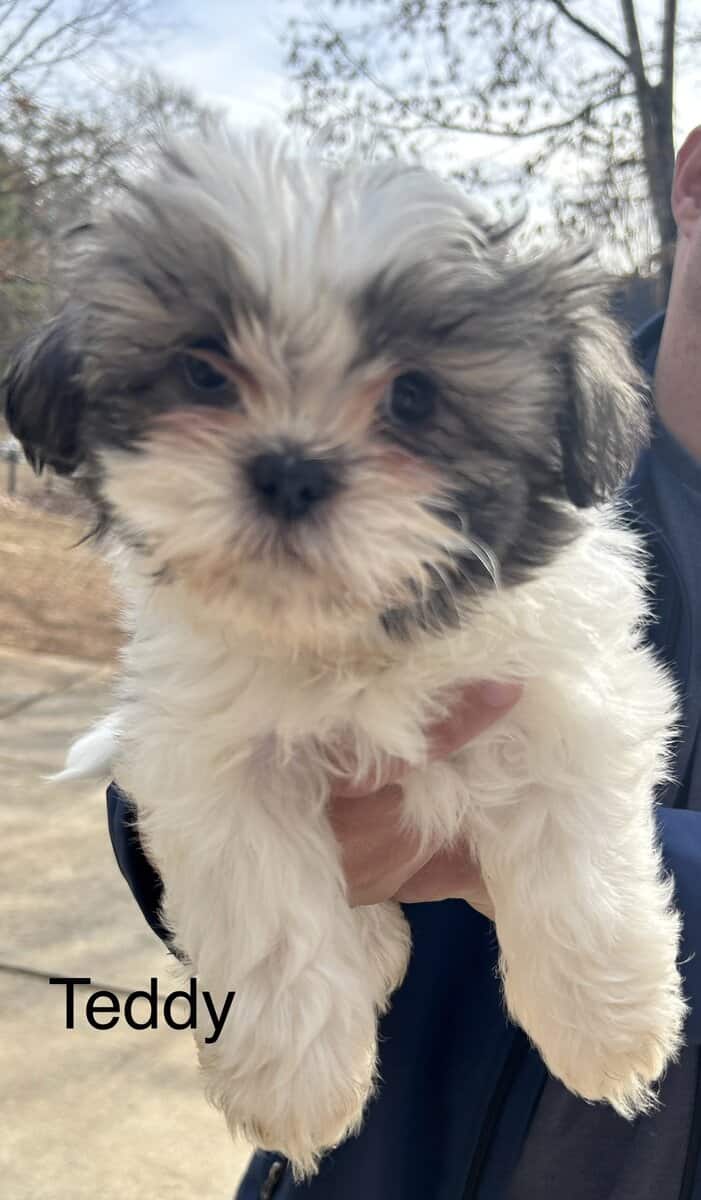 Shih Tzu Puppies fo Sale and Ready fo Adoption!! image 8