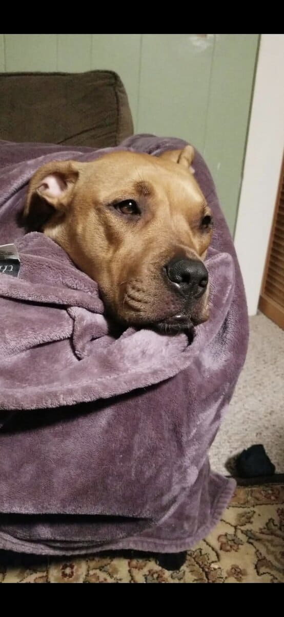 Lola❤️ image 4