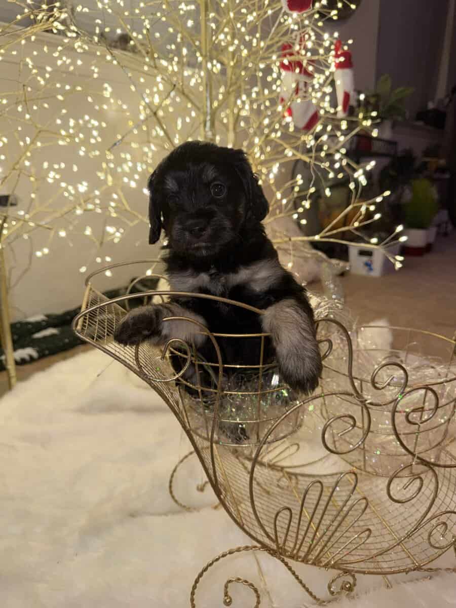 Mini Cockapoo/Aussie Doodle Puppies! image 3