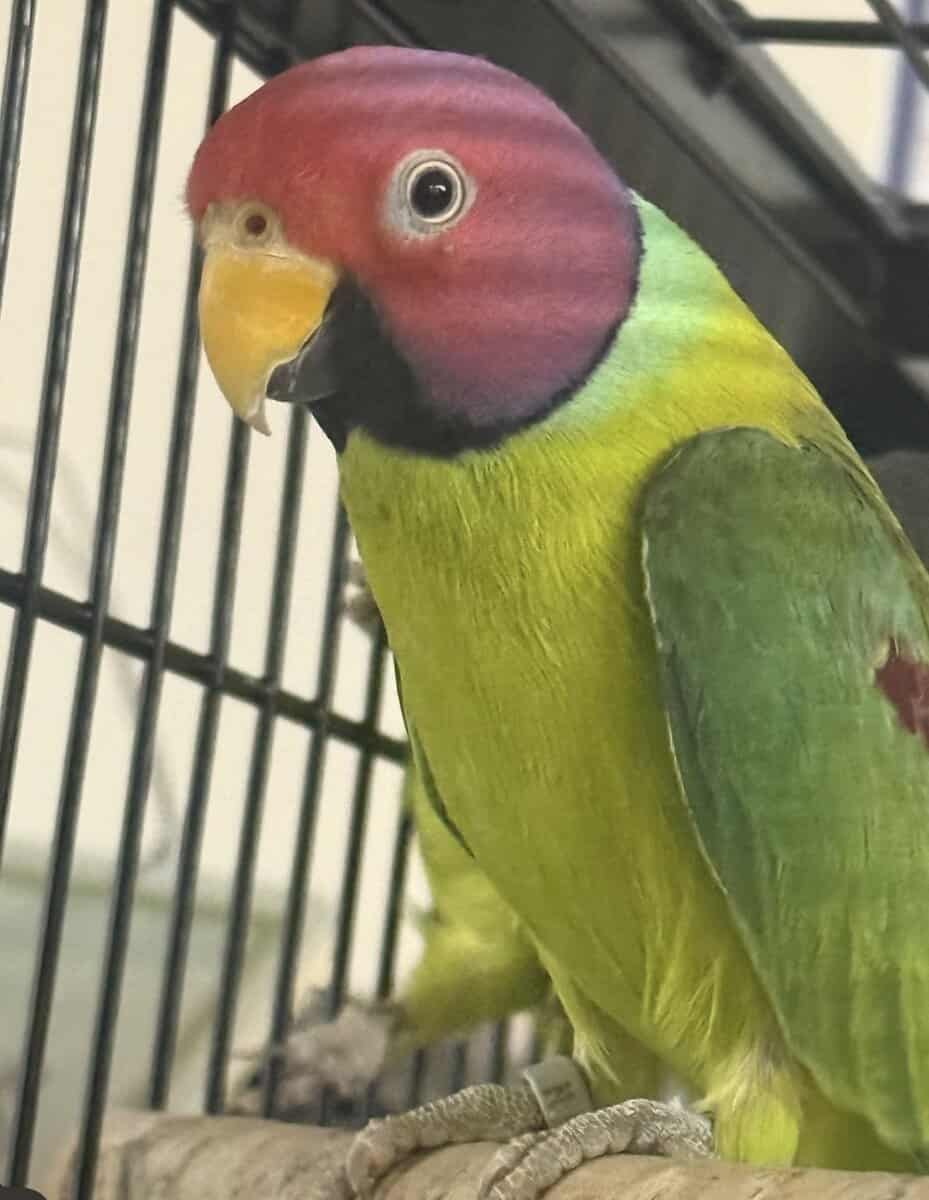 Bonded Pair of Plumb Headed Parakeets image 2