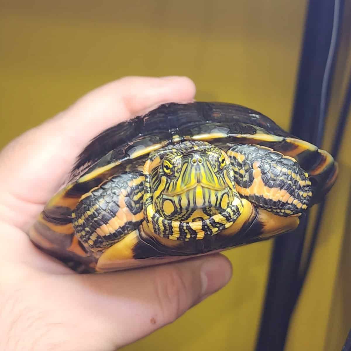 D'orbigny's slider turtle image 4