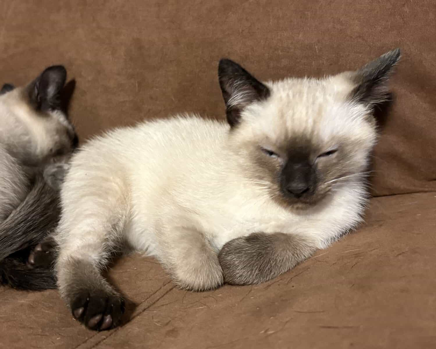 Seal point female Siamese kitten image 1
