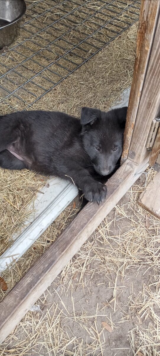 Registered German Shepherd Puppies image 9