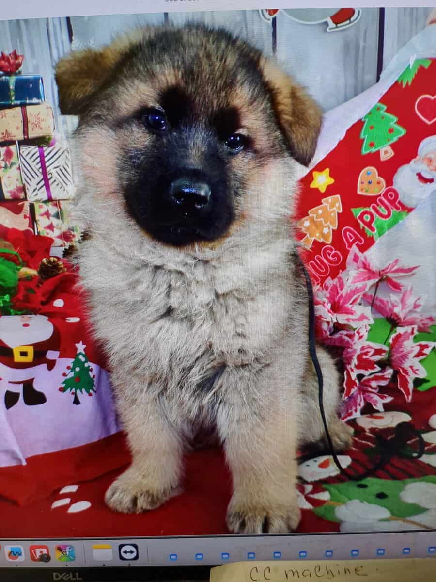 German Shepherd puppy, Red Sable image 1