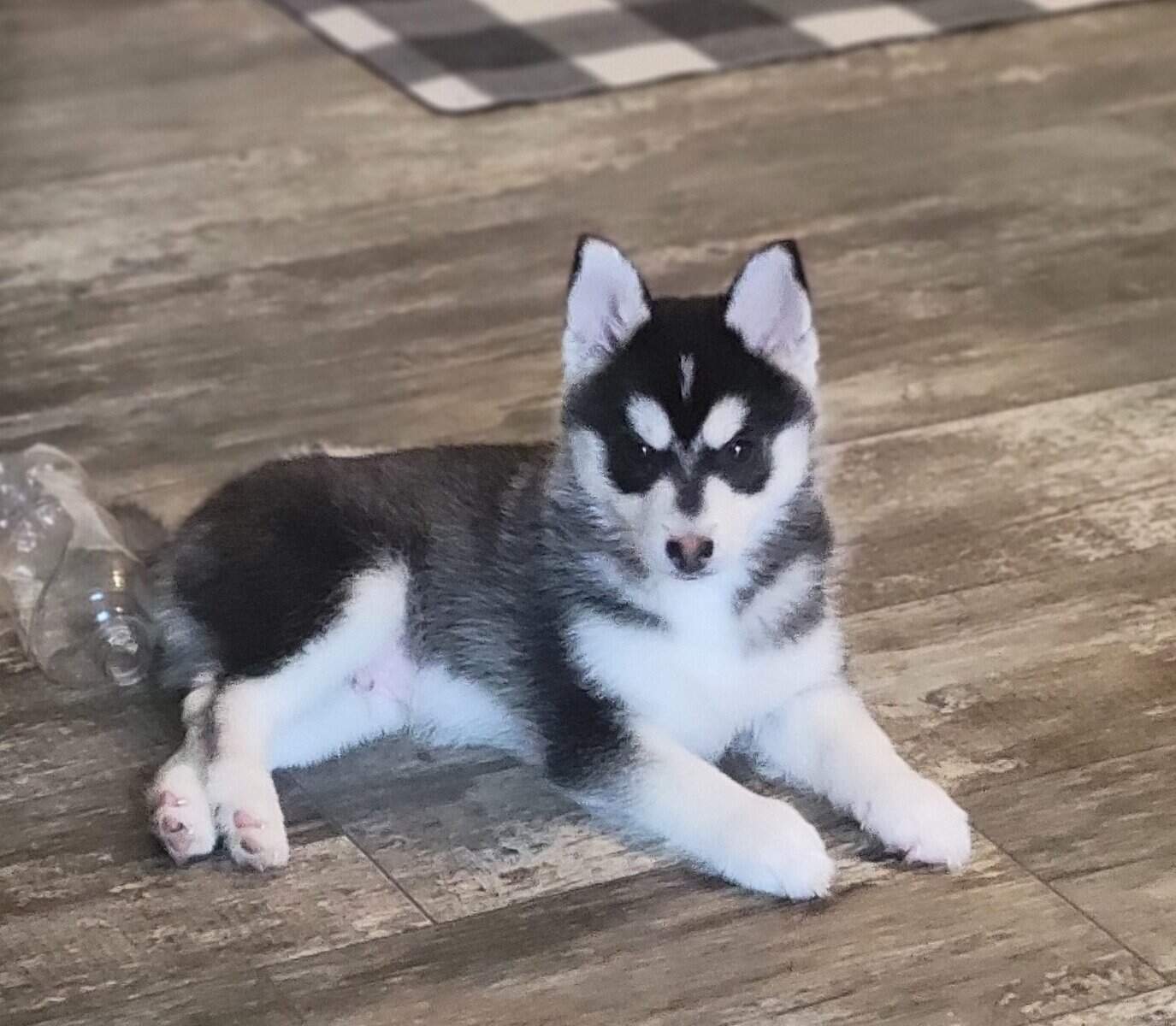 Pomsky puppies image 1