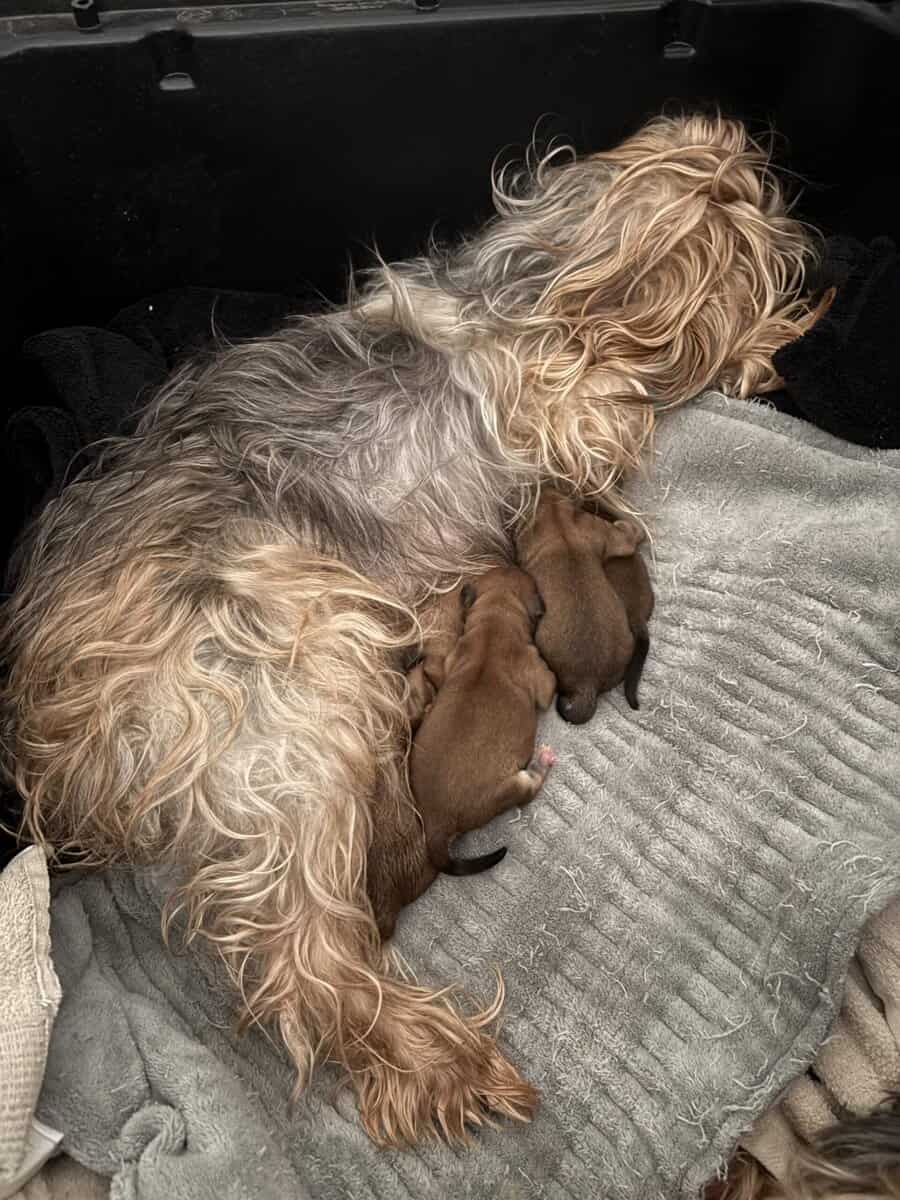 Morkie Puppies image 4