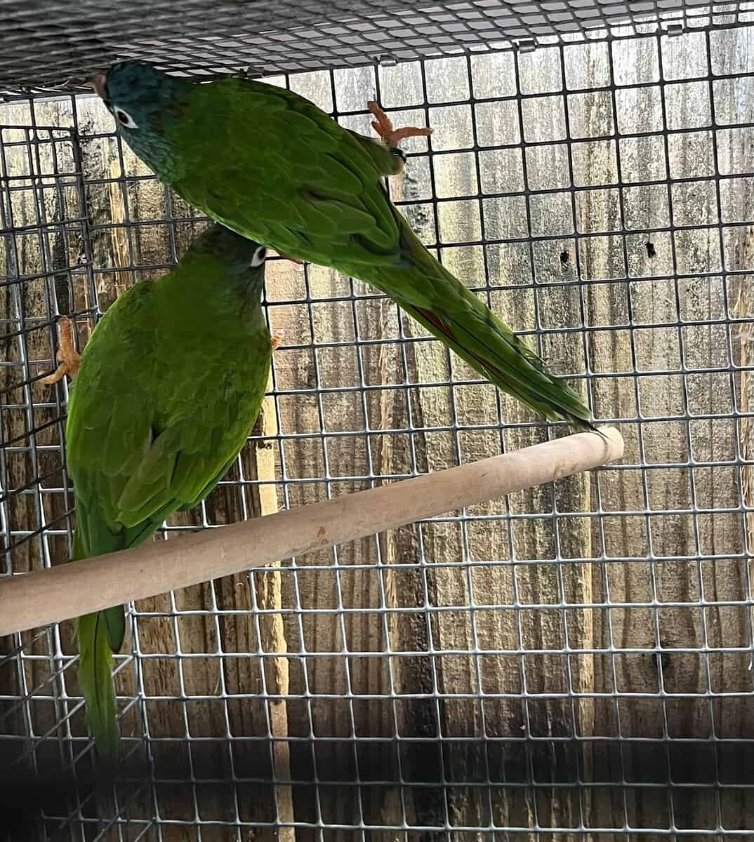 Blue Crown Conure Pairs image 4