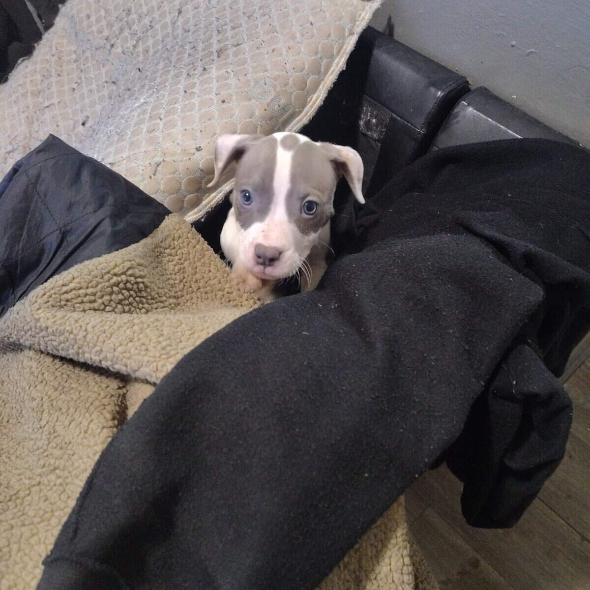 Pitbulls all girls image 3