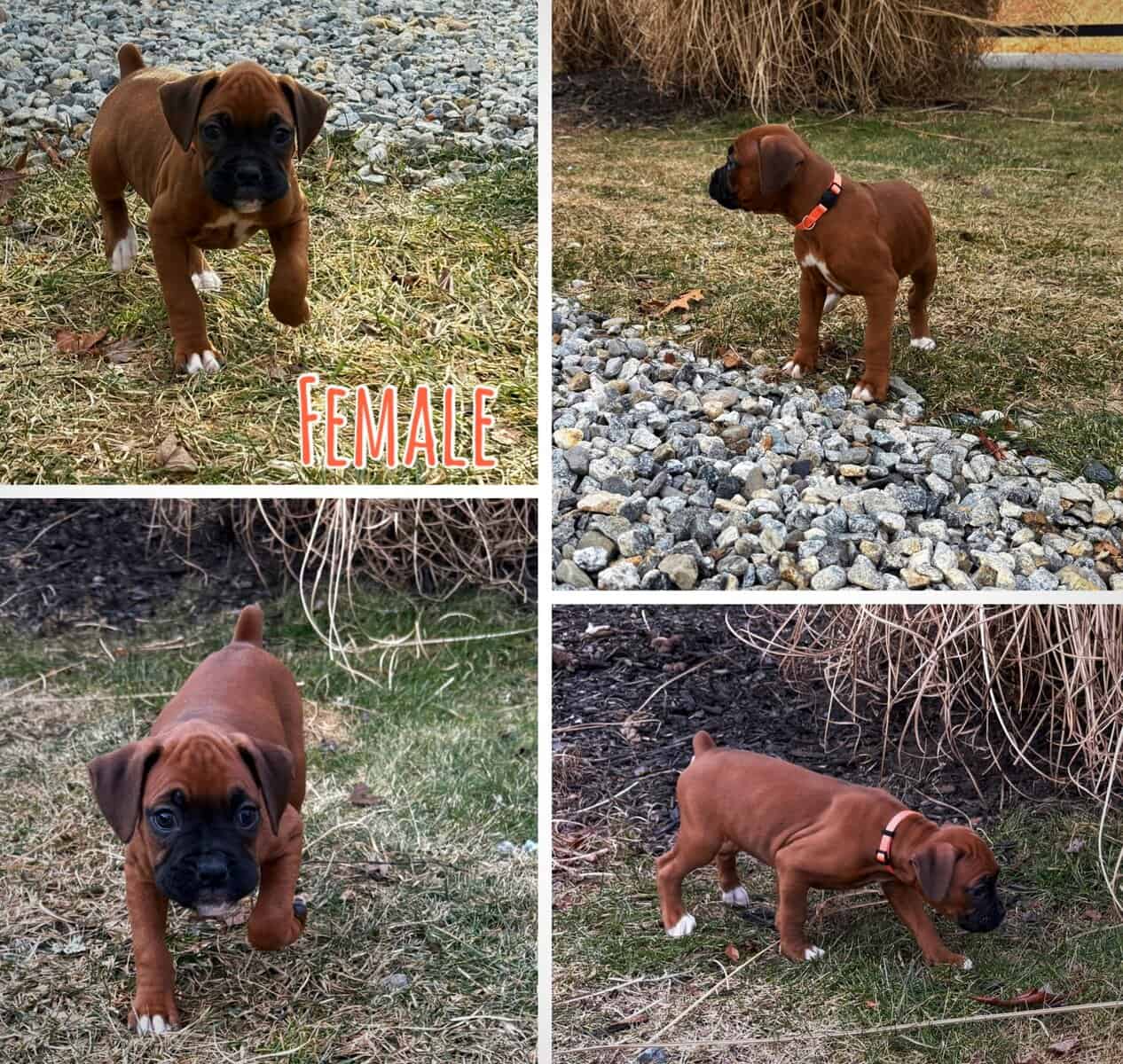 Boxer puppies image 8