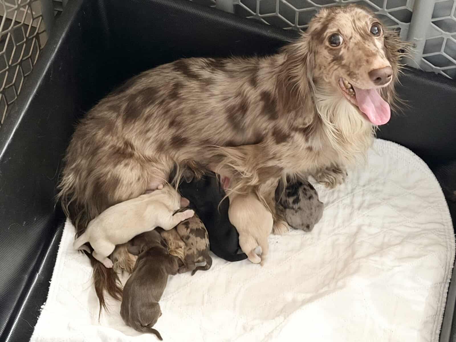 Champion bred dachshund puppies-Import line AKC image 1