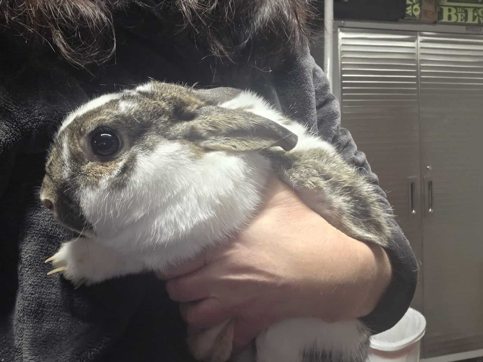 Three loving bunnies image 6