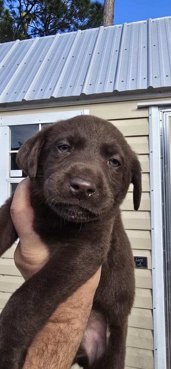 AKC Labrador puppies need new homes image 6
