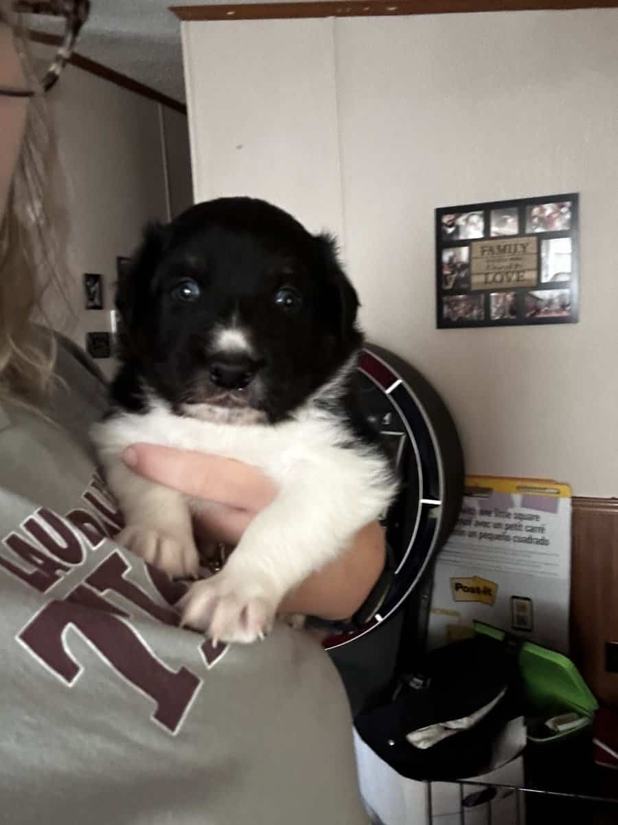Male Australian Shepherd Puppy image 6
