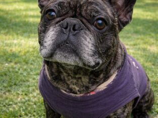Selling French bull dog