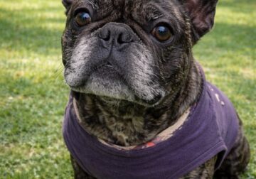 Selling French bull dog