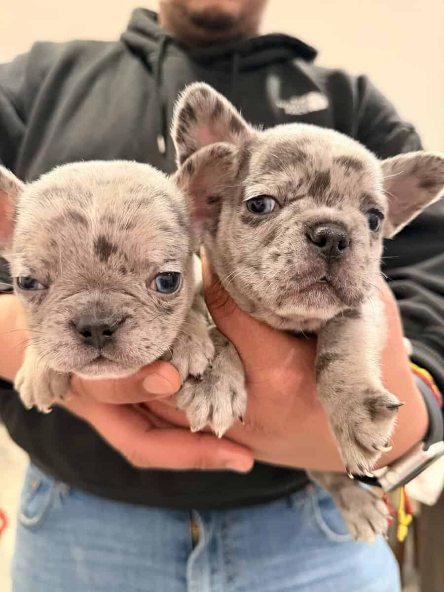 FRENCH BULLY image 2