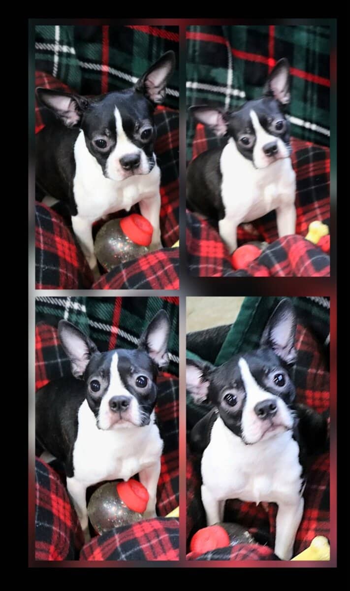 CKC Boston Terrier puppies image 5