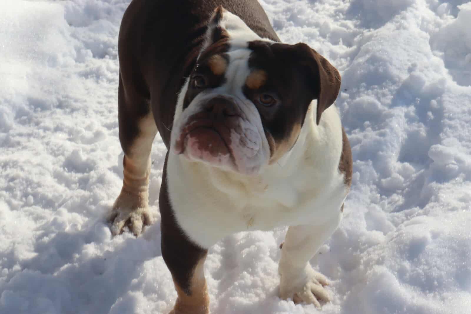 Claire, Victorian Bulldog image 3
