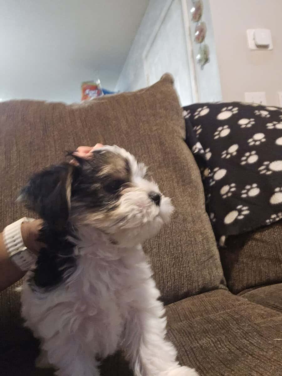 Parti Yorkie needs furever home image 7