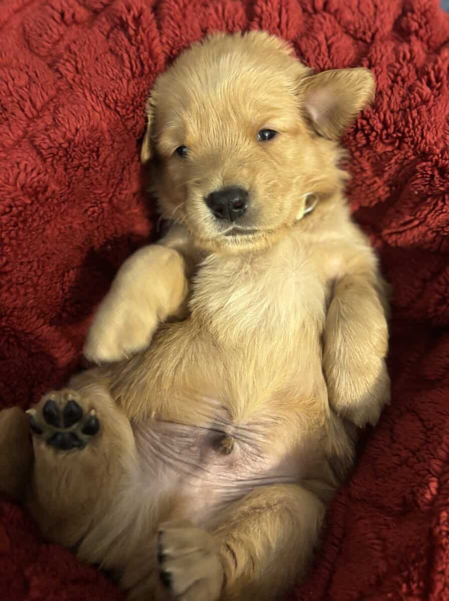 Golden Puppies Need Homes!! image 2