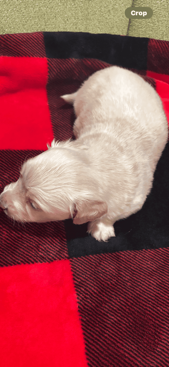 Beautiful English cream long hair puppies for sale image 2