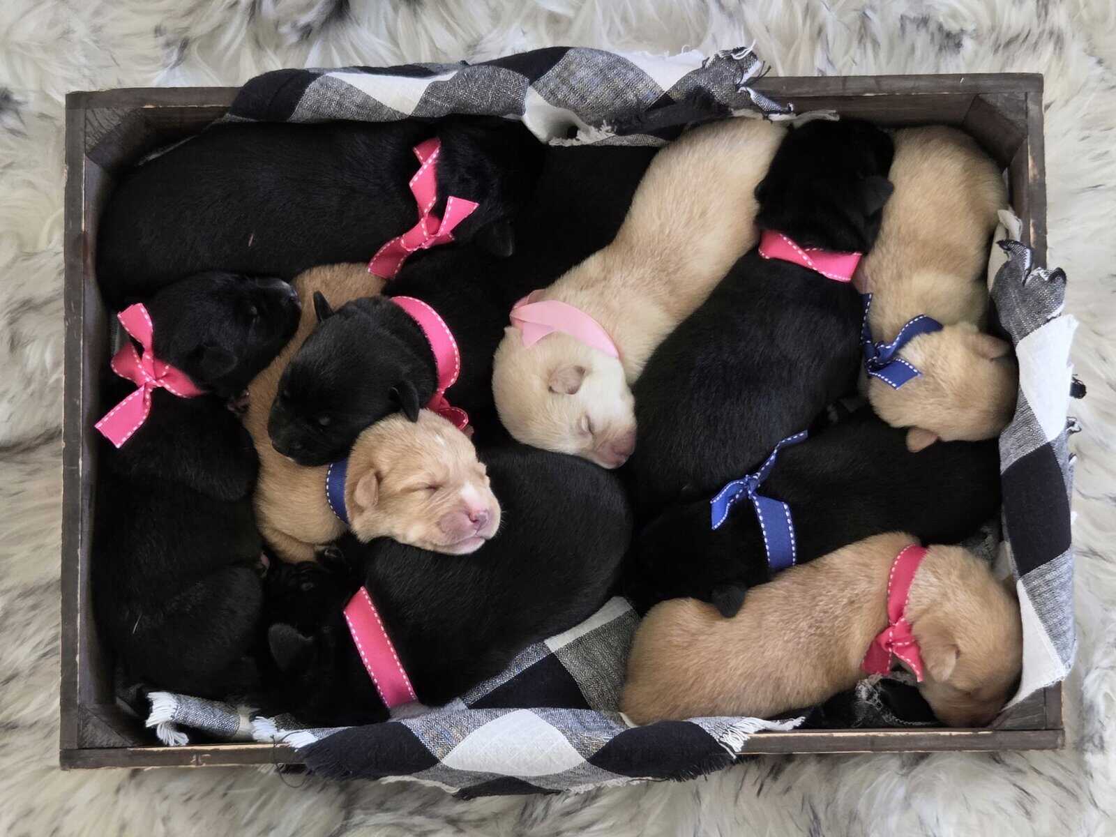 Labrador Retriever/Border Collie Puppies For Sale image 5