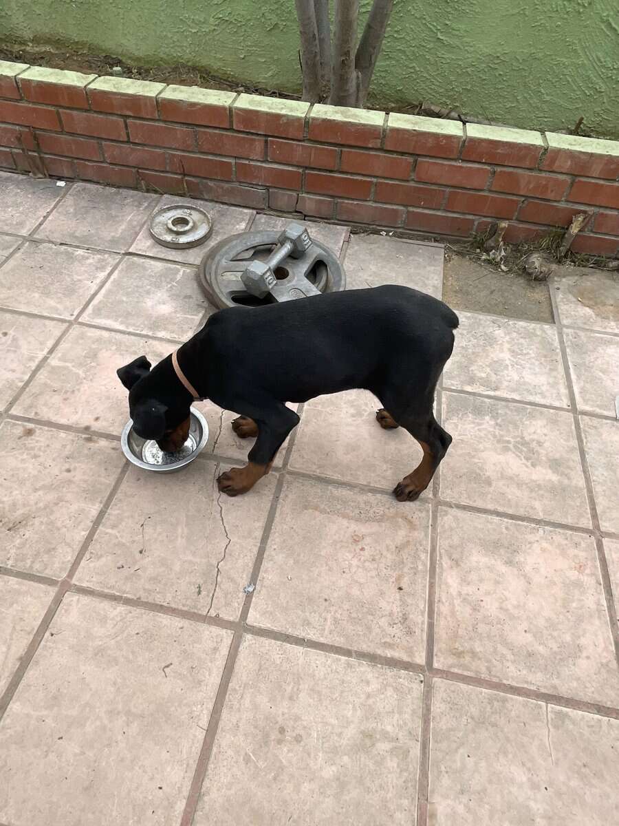 Doberman pinscher puppies image 2