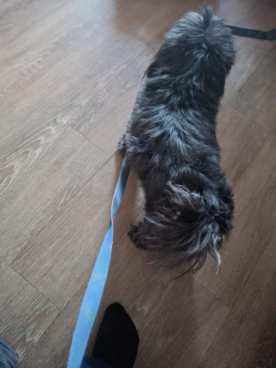 Need to Rehome Asap image 4
