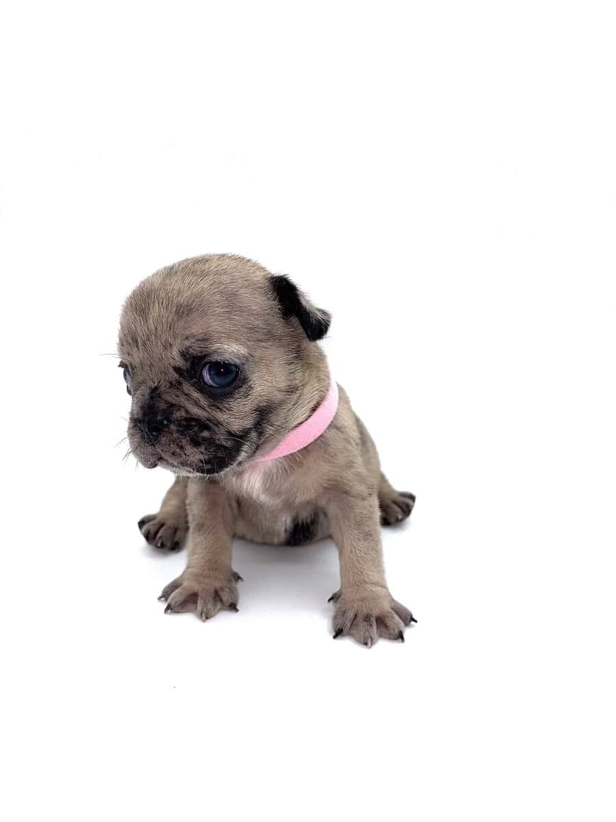 Frenchies carrying pink and fluffy image 20