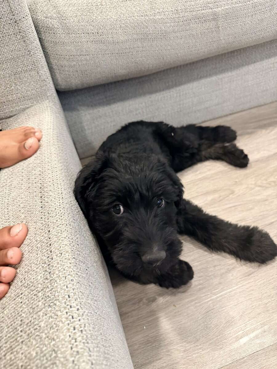 Giant schnauzers image 1