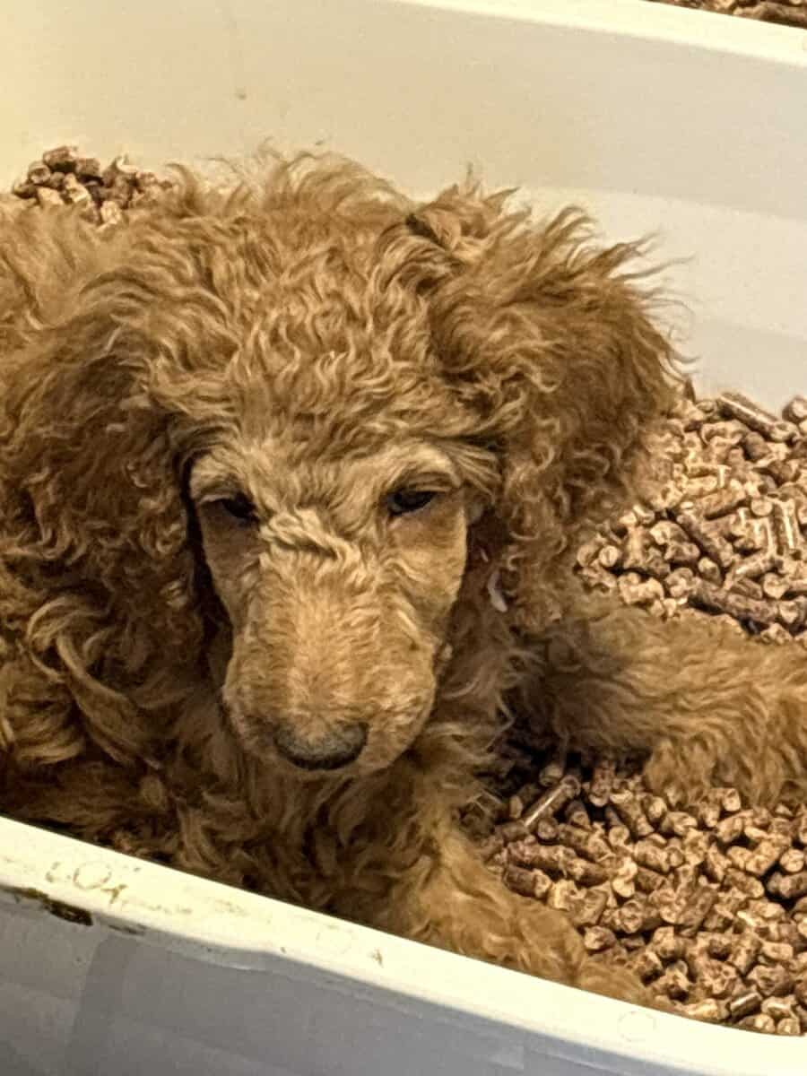 AKC standard poodle puppies image 4