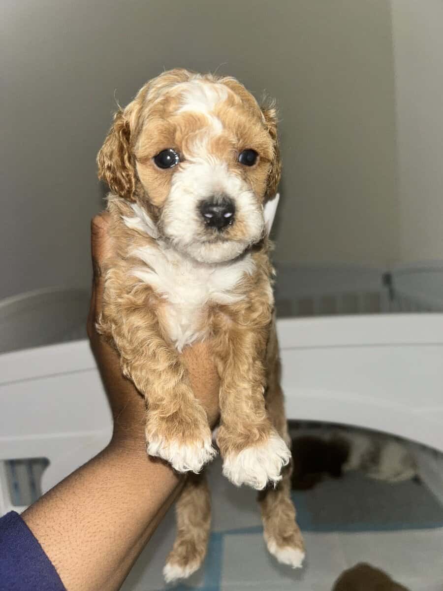 Mini Ausipoodle for sale image 2