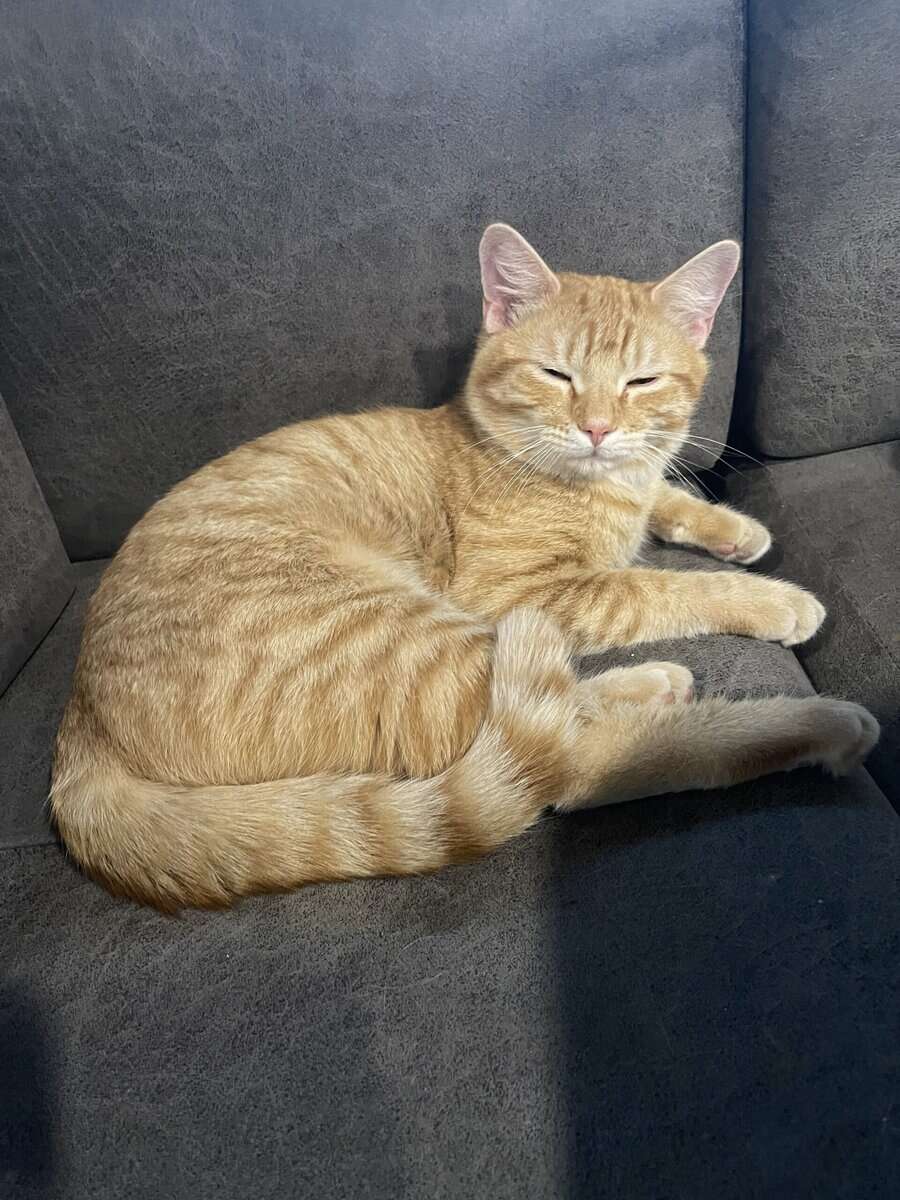 6-mon orange tabby. No fleas or worms. image 1
